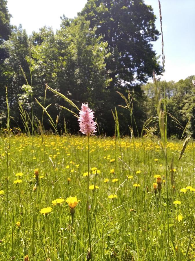 Celoroční GLAMPING v pohodlném domečku Vila Výprachtice Exterior foto